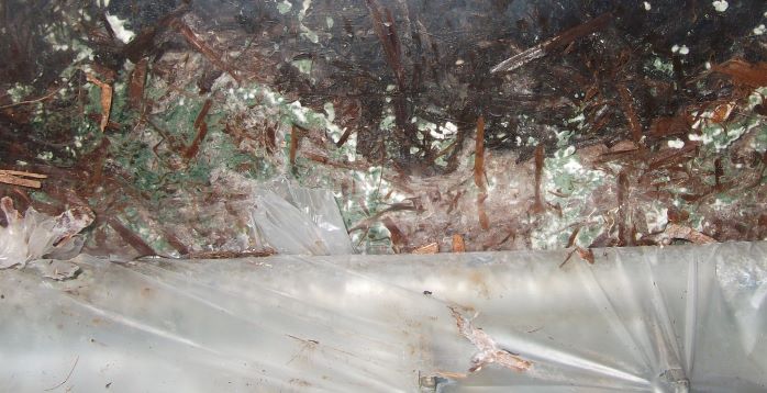 Early symptoms of Trichoderma aggressivum: white strappy growth